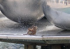 16839a_Wrobel_w_kapieli