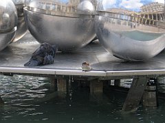 16840_Wrobel_w_kapieli