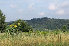 IMG_x17389_cr