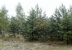 IMG_x17567_X44_P07290011_cr