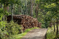 IMG_x17690_X44_P08060046_cr