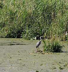 2012-07-02_16-27-03_IMG_x27110_cr