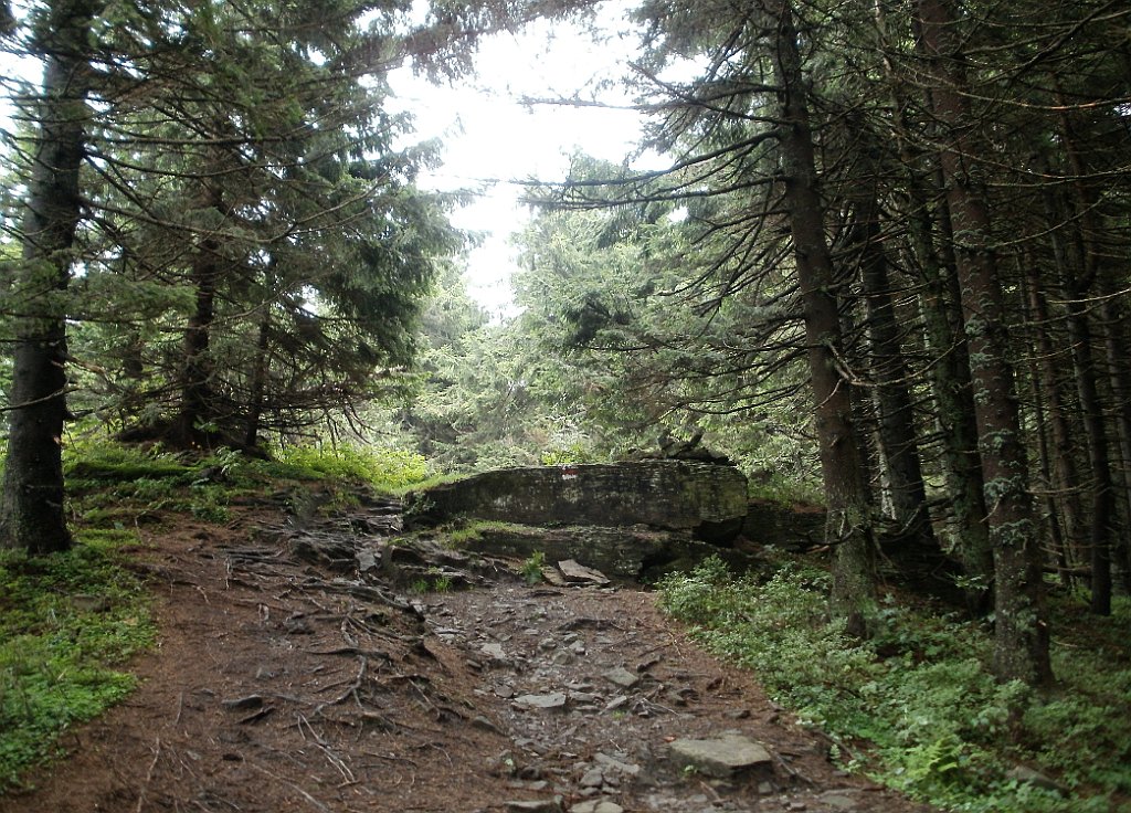 IMG_x29812_X44_P08150246_cr.jpg - OLYMPUS DIGITAL CAMERA         