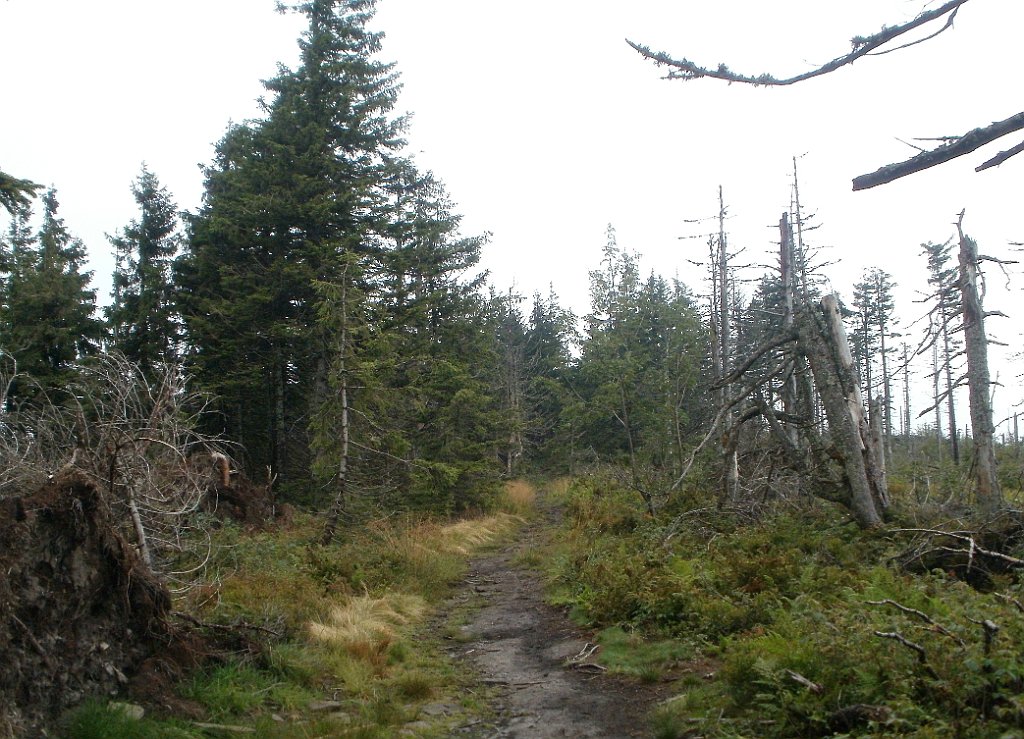 IMG_x29814_X44_P08150251_cr.jpg - OLYMPUS DIGITAL CAMERA         