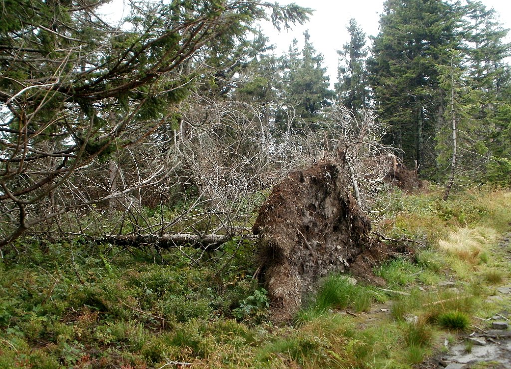 IMG_x29814_X44_P08150252_cr.jpg - OLYMPUS DIGITAL CAMERA         