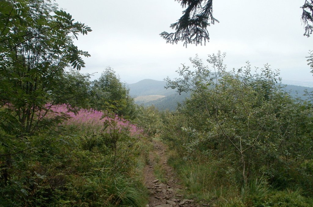 IMG_x29814_X44_P08150269_cr.jpg - OLYMPUS DIGITAL CAMERA         