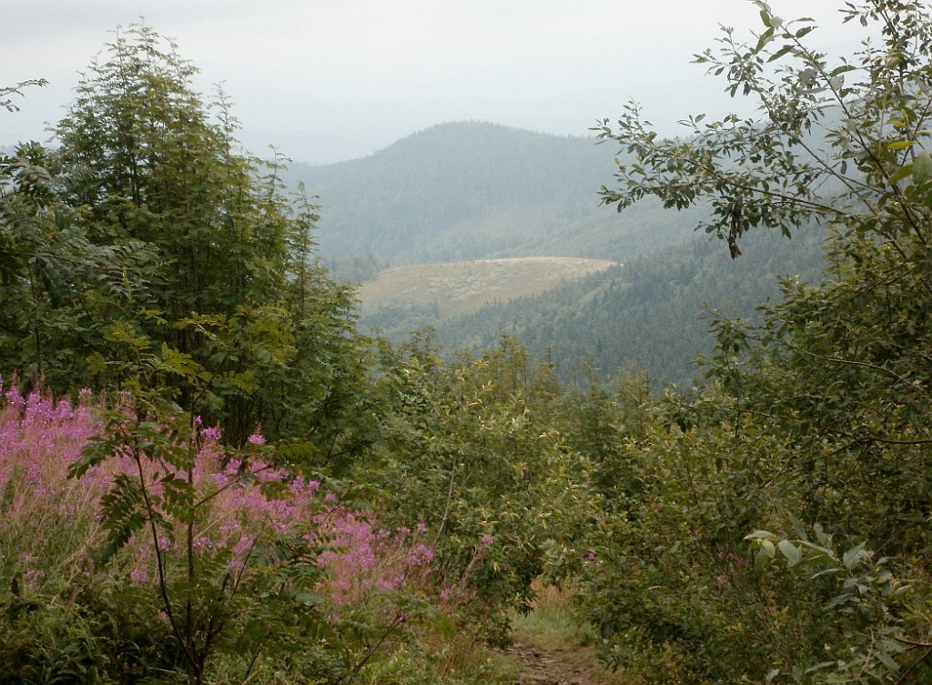 IMG_x29814_X44_P08150270_cr.jpg - OLYMPUS DIGITAL CAMERA         