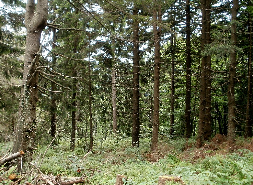 IMG_x29814_X44_P08150330_cr.jpg - OLYMPUS DIGITAL CAMERA         