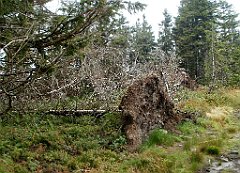 IMG_x29814_X44_P08150252_cr