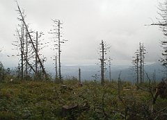 IMG_x29814_X44_P08150253_cr