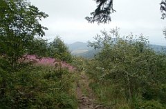 IMG_x29814_X44_P08150269_cr