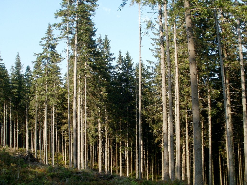 X44_P08230337_cr.jpg - OLYMPUS DIGITAL CAMERA         