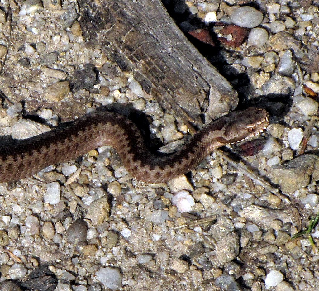 IMG_x32418a_cr.jpg -                                