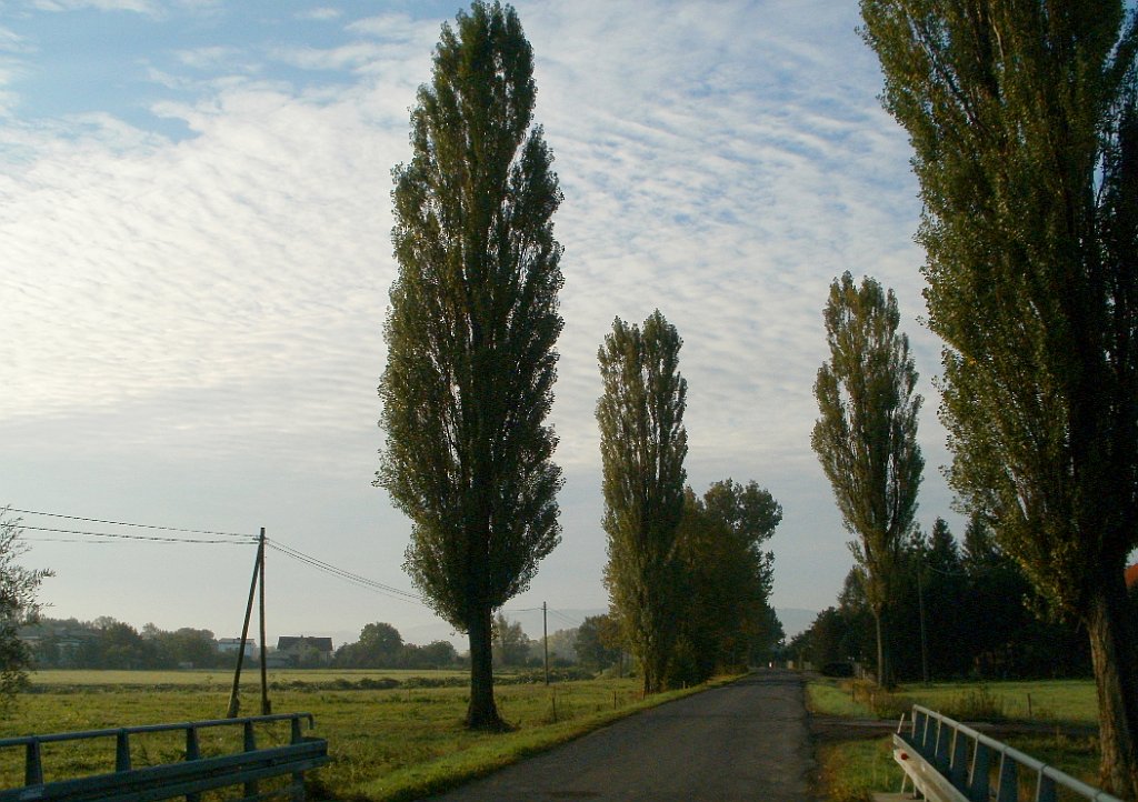 IMG_x33700_X44_P09230848_cr.jpg - OLYMPUS DIGITAL CAMERA         