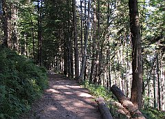 2012_08_20_Krowiarki_Jalowiec