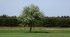 081_TZ60_P1010961_cr