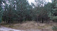 014_TZ60_P1040434_cr