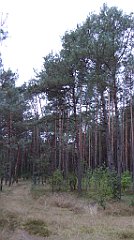 023_TZ60_P1040443_cr