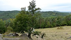 295_TZ60_P1040682_cr