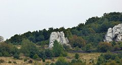 354_TZ60_P1040731_cr