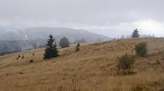 233_TZ60_P1050032_cr