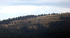 299_TZ60_P1050102_cr