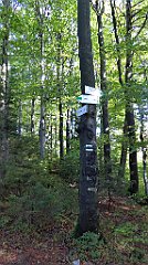 319_TZ60_P1050111_cr