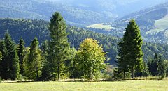 390_TZ60_P1050174_cr