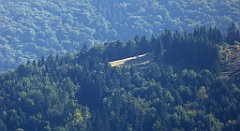 393_TZ60_P1050177_cr