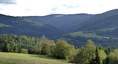 445_TZ60_P1050221_cr