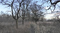 117_TZ60_P1060425_cr