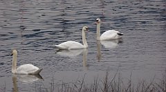 078_TZ60_P1080839_cr