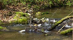 207_TZ60_P1090907_cr