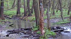 043a_TZ60_P1100200_cr