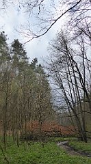 055_TZ60_P1100209_cr