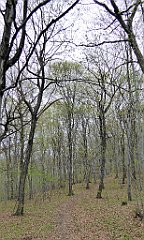 240_TZ60_P1100393_cr