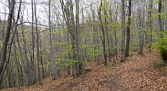 248_TZ60_P1100400_cr