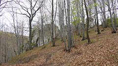 250_TZ60_P1100402_cr