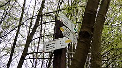 446_TZ60_P1100572_cr