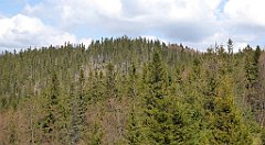 193_TZ60_P1100979_cr