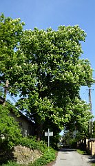 105_TZ60_P1110278_cr