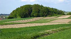 443_TZ60_P1110384_cr