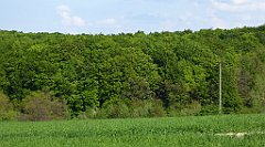 450_TZ60_P1110391_cr