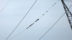 0312_TZ60_P1120339_cr