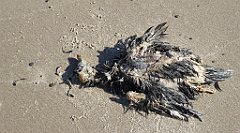 0250_TZ60_P1120588_cr