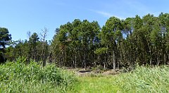 0469_TZ60_P1120733_cr