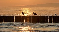 0062b_TZ60_P1120773_cr