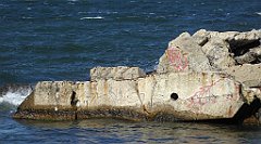 0294_TZ60_P1130714_cr