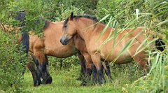 0278_TZ60_P1140075_cr