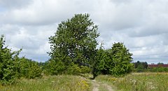 0435_TZ60_P1140135_cr